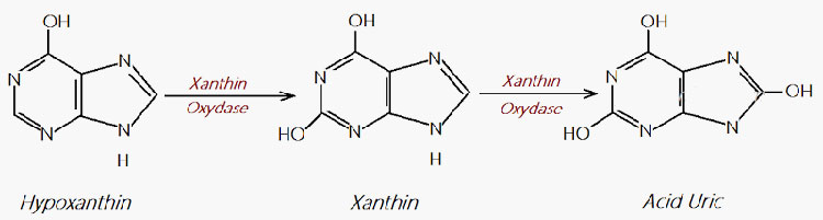 Hypoxanthin Xanthin Acid uric